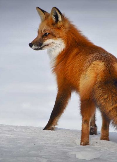 fox-4893199